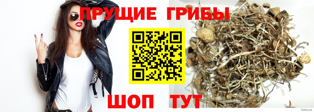 Галлюциногенные грибы Psilocybe  Галлюциногенные грибы мухоморы  Артём  Вход с VPN 